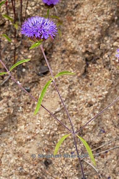 monardella breweri ssp lanceolata 4 graphic